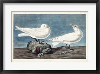 Pl 287 Ivory Gull Fine Art Print