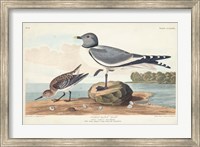 Pl 285 Fork-tailed Gull Fine Art Print