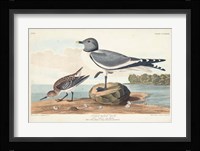 Pl 285 Fork-tailed Gull Fine Art Print