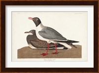 Pl 314 Black-headed Gull Fine Art Print