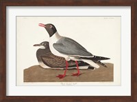 Pl 314 Black-headed Gull Fine Art Print