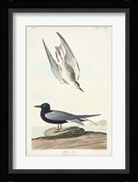 Pl 280 Black Tern Fine Art Print