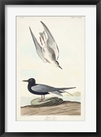 Pl 280 Black Tern Fine Art Print