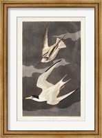 Pl 319 Lesser Tern Fine Art Print