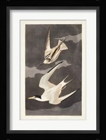 Pl 319 Lesser Tern Fine Art Print