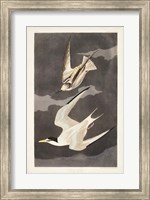 Pl 319 Lesser Tern Fine Art Print