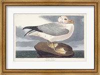 Pl 264 Fulmar Petral Fine Art Print