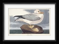 Pl 264 Fulmar Petral Fine Art Print