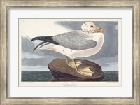 Pl 264 Fulmar Petral Fine Art Print