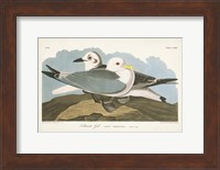 Pl 224 Kittiwake Gull Fine Art Print