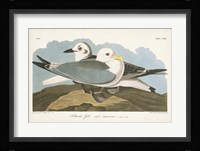 Pl 224 Kittiwake Gull Fine Art Print