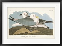 Pl 224 Kittiwake Gull Fine Art Print