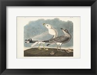 Pl 212 Common American Gull Fine Art Print