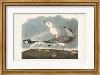 Pl 212 Common American Gull Fine Art Print