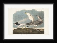 Pl 212 Common American Gull Fine Art Print