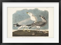 Pl 212 Common American Gull Fine Art Print