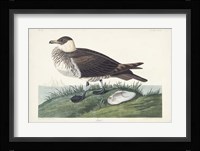 Pl 253 Jager Fine Art Print