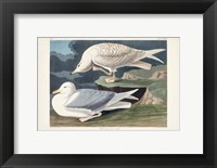 Pl 282 White-winged Silvery Gull Fine Art Print