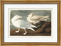 Pl 396 Burgomaster Gull Fine Art Print