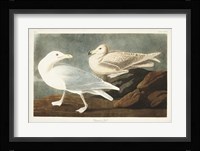 Pl 396 Burgomaster Gull Fine Art Print
