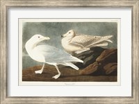 Pl 396 Burgomaster Gull Fine Art Print