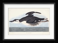 Pl 245 Uria Brunnichi Fine Art Print