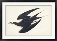 Pl 235 Sooty Tern Fine Art Print