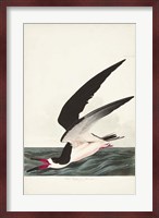 Pl 323 Black Skimmer or Shearwater Fine Art Print