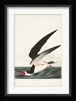 Pl 323 Black Skimmer or Shearwater Fine Art Print