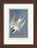 Pl 240 Roseate Tern Fine Art Print