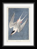 Pl 240 Roseate Tern Fine Art Print