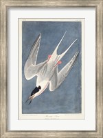 Pl 240 Roseate Tern Fine Art Print