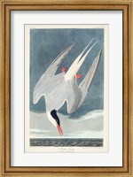 Pl 250 Artic Tern Fine Art Print