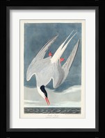 Pl 250 Artic Tern Fine Art Print