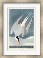 Pl 250 Artic Tern Fine Art Print