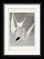 Pl 309 Great Tern Fine Art Print