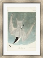 Pl 410 Marsh Tern Fine Art Print
