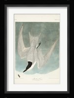 Pl 410 Marsh Tern Fine Art Print