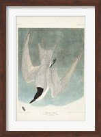 Pl 410 Marsh Tern Fine Art Print