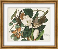 Pl 32 Black-billed Cuckoo Fine Art Print