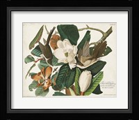 Pl 32 Black-billed Cuckoo Fine Art Print