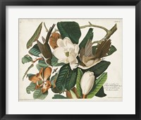 Pl 32 Black-billed Cuckoo Fine Art Print