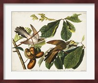 Pl 2 Yellow-billed Cuckoo Fine Art Print