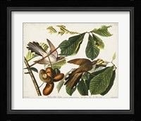 Pl 2 Yellow-billed Cuckoo Fine Art Print
