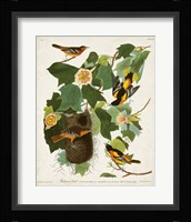 Pl 12 Baltimore Oriole Fine Art Print