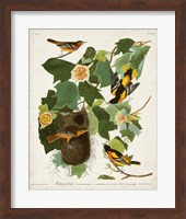 Pl 12 Baltimore Oriole Fine Art Print