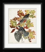 Pl 107 Canada Jay Fine Art Print