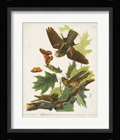 Pl 82 Whip-poor Will Fine Art Print