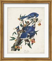 Pl 102 Blue Jay Fine Art Print