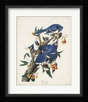 Pl 102 Blue Jay Fine Art Print